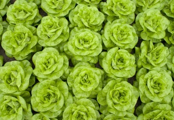 Vyznáte se v salátech?