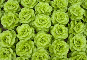 Vyznáte se v salátech?