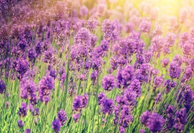 Opojná vůně levandule 
