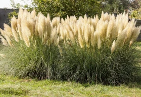 Doplňte záhony trvalek okrasnými travami, teď je vhodný čas 