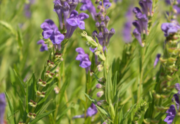 Abeceda bylinek – šišák bajkalský