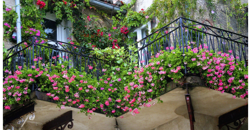 Rostliny do nádob pro rozkvetlý letní balkón