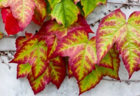 Holá místa zakryjí půdopokryvné rostliny