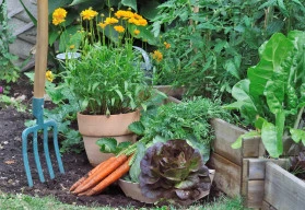 Zeleninová zahrada v červnu