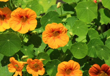 Abeceda bylinek – lichořeřišnice