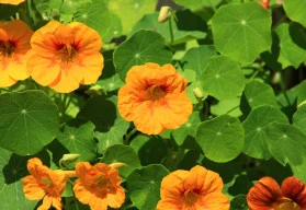 Abeceda bylinek – lichořeřišnice