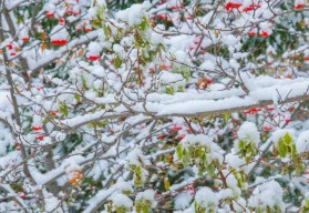 I v zimě může být zahrada krásná a plná barev