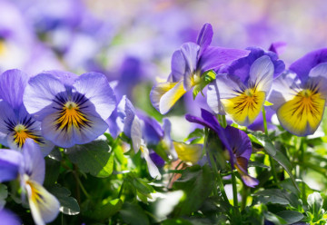Přišel čas zasít dvouletky, výsev v létě se vyplatí.