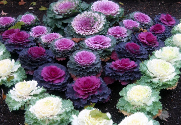 Aby byly záhony barevné i v zimě, vysejte nyní okrasnou kapustu 