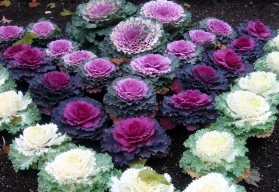 Aby byly záhony barevné i v zimě, vysejte nyní okrasnou kapustu 