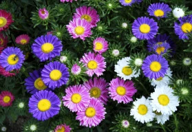 Astry, stálice našich zahrad