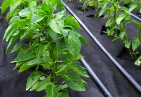 Pomocníci při pěstování - Textilie