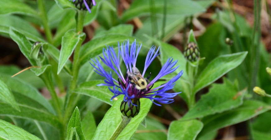Modrá barva rostlin zahradu opticky zvětší