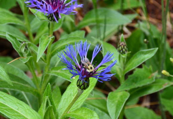 Modrá barva rostlin zahradu opticky zvětší