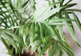 Vzpomínka na dovolenou v teplých krajích