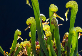 Nevšední darlingtonie