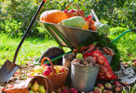 Co se dá dělat na zahrádce v říjnu