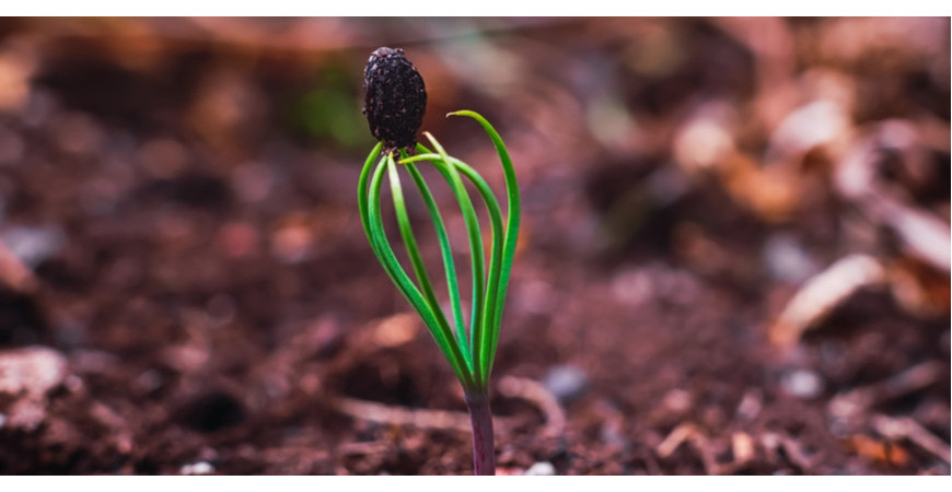 Jak pěstovat jehličnany ze semínek: stratifikace a výsev