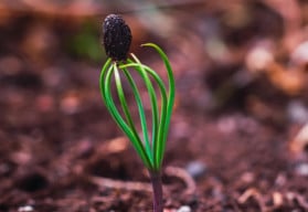 Jak pěstovat jehličnany ze semínek: stratifikace a výsev