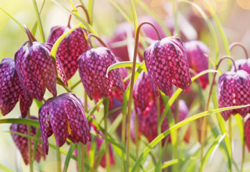 Obohaťte záhon na Vaší zahrádce o řebčík kostkovaný