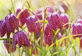 Obohaťte záhon na Vaší zahrádce o řebčík kostkovaný