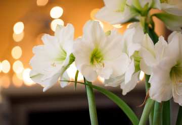 Amarylis – obrovský květ už za 8 týdnů!