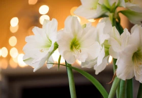Amarylis – obrovský květ už za 8 týdnů!
