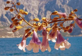 Paulovnie plstnatá neboli Císařský strom