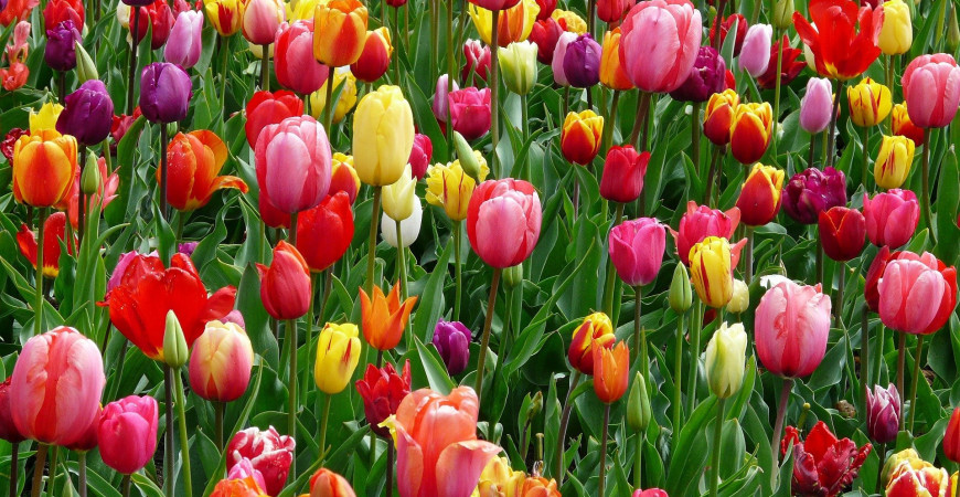 Cibulky tulipánů rozehrají barvami každou zahradu
