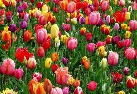 Cibulky tulipánů rozehrají barvami každou zahradu