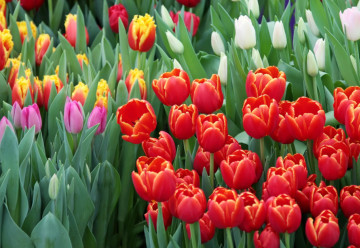 Tulipány - pěstování a jejich historie