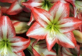 Hvězdník není amarylis