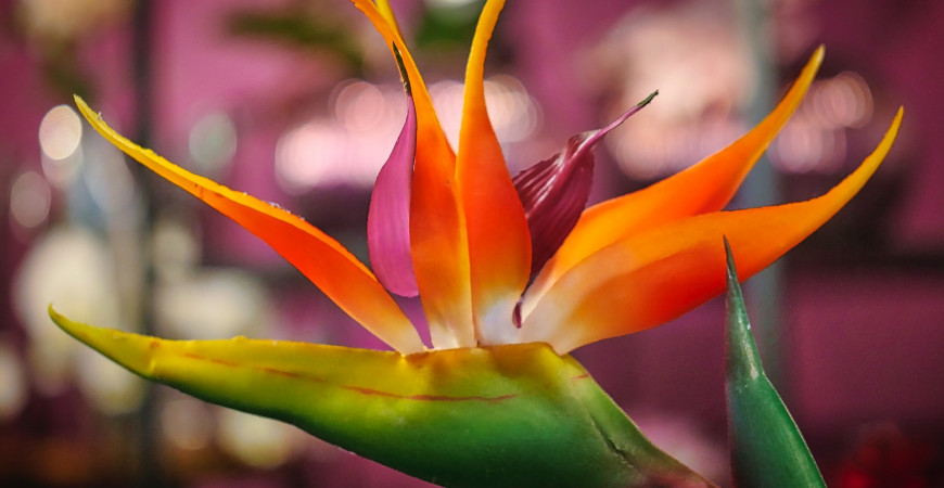 Strelície – známá květina z květinářství