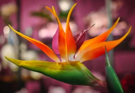 Ptačí květina strelície