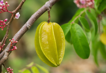 Karambola - Neznámé, hvězdné ovoce