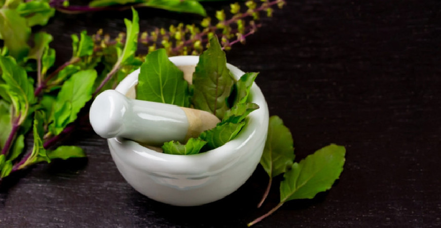 Tulsi - posvátná bylinka a její použítí