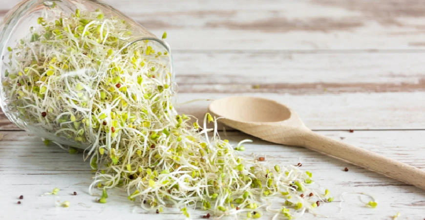 Vypěstujte si doma zdravé klíčky semen, je to snadné!