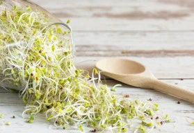 Vypěstujte si doma zdravé klíčky semen, je to snadné!