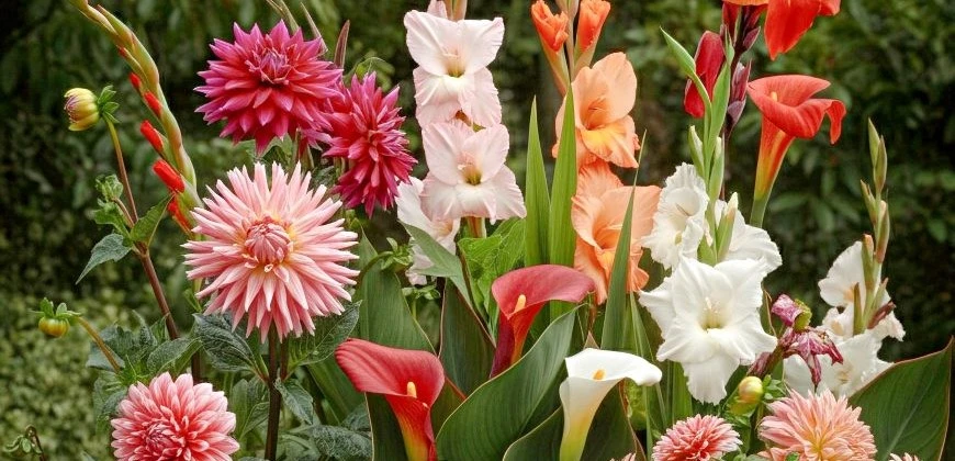 Jarní cibuloviny 2026