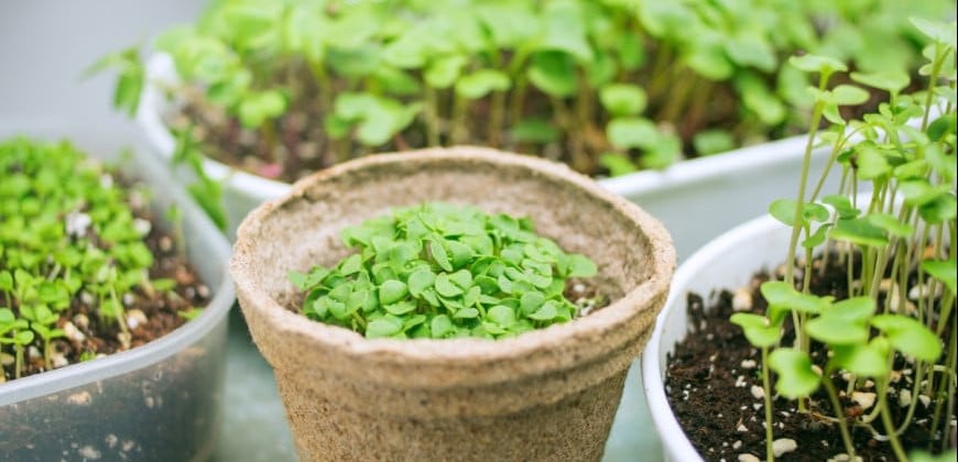 Microgreens a klíčky 2026