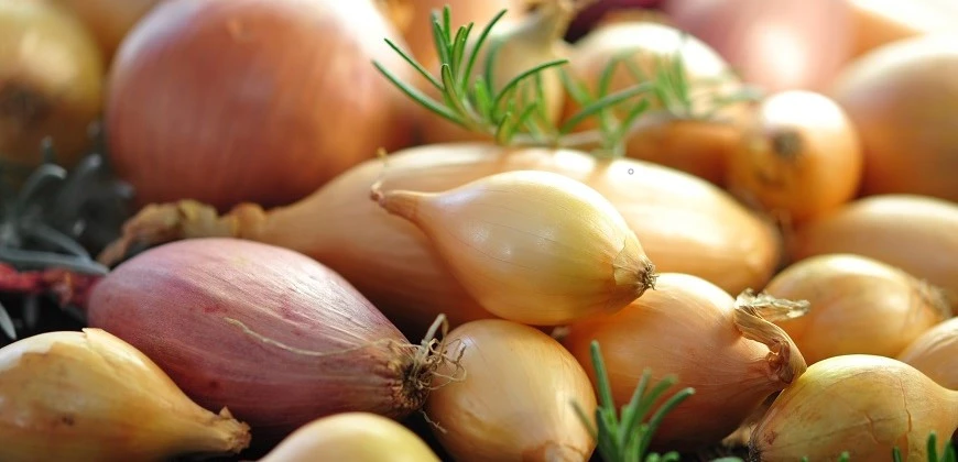 Sadbová cibule 2026